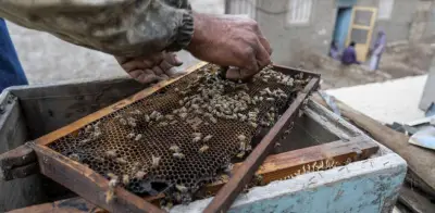 Hesa Shebshir: el pueblo egipcio que vive de la miel y las abejas