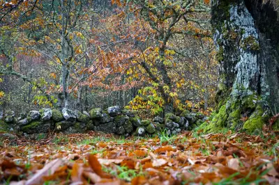 Hojarasca: el tesoro oculto que nutre y protege tu jardín