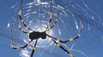 Joven mordido por araña en Santander es dado de alta tras recibir suero de México
