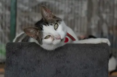 La tristeza en gatos puede derivar en graves problemas de salud