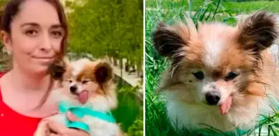 Lazare, el perro más longevo del mundo, encuentra un nuevo hogar en Francia