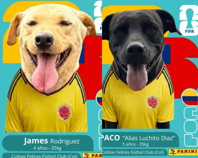 Álbum tipo Panini del Mundial con perros rescatados busca hogar