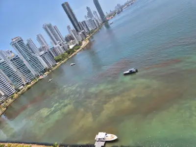 Mancha en bahía de Cartagena fue por microalgas, descartan contaminación