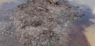 Manchas de crudo en ciénaga de Barrancabermeja amenazan manatíes