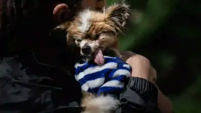 Murió Lazare, el perro más viejo del mundo, a los 30 años