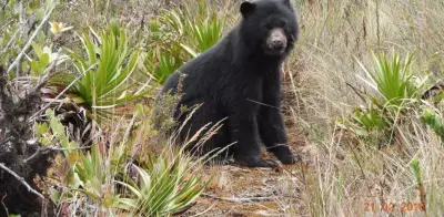 Oso andino recupera su territorio: ocupación subió al 76% en cordillera Occidental
