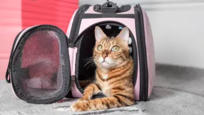 Polémica en Puerto Berrío: siete gatos muertos tras jornada de esterilización