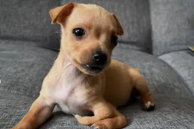 ¿Por qué los videos de cachorros son tan populares en redes sociales?