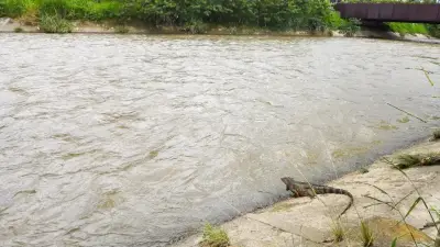 Preocupación por 13 cuerpos hallados en el río Medellín en 2026
