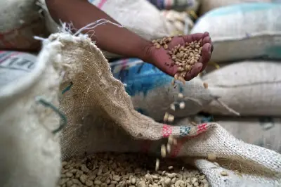 Producción de café en Colombia cae un 28% por clima y extorsiones armadas