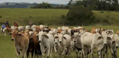 Producir carne en Colombia emite el doble de CO2 que el promedio global