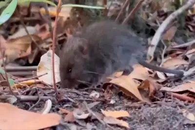 Ratón colilargo: el roedor que transmite el hantavirus y enciende alarmas