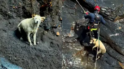 Rescatan a perrita atrapada tres días en risco en Macanal, Boyacá