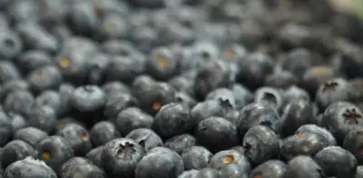 Sello Arándano Colombiano busca fortalecer identidad del producto nacional