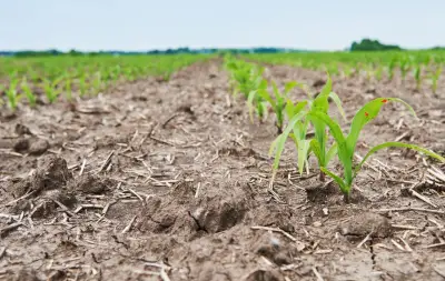 Sequía impacta al agro colombiano: 82 % de pérdidas en el sector