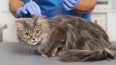 Siete gatos mueren tras jornada de esterilización en Puerto Berrío