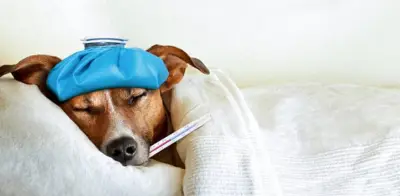 Temblores en perros: alerta veterinaria por enfermedades e intoxicaciones