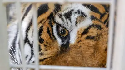 Tigre escapa en Alemania tras atacar a cuidador y es abatido