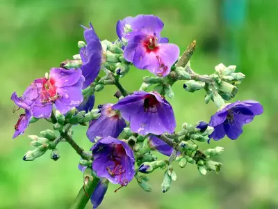 Tres árboles andinos ideales para jardines pequeños