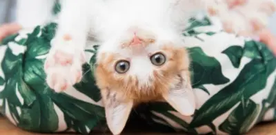 Vómito en gatos: una señal de alerta que no debe normalizarse