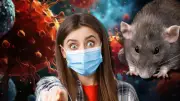 Alerta mundial: confirman transmisión de hantavirus entre humanos en crucero