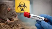 Alerta mundial: OMS confirma muertes por hantavirus en crucero