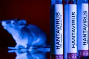 Alerta mundial: seis países con casos de hantavirus tras brote en crucero