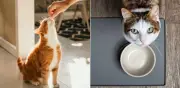 Alimentos humanos peligrosos para gatos: guía completa de expertos
