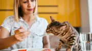 Alimentos humanos prohibidos para gatos: riesgos y cuidados