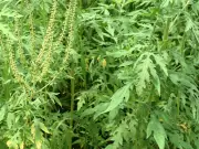 Altamisa: la planta medicinal de América con usos tradicionales