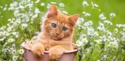 Beneficios y riesgos de la manzanilla en gatos: lo que debes saber