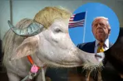 Búfalo albino apodado 'Donald Trump' causa furor en Bangladesh por su cabellera rubia