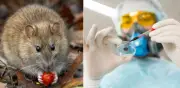 Bogotá refuerza vigilancia por hantavirus tras brote en crucero