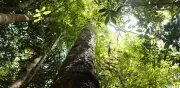 Bosques tropicales recuperan más del 90 % de biodiversidad en 30 años