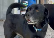 Brownie, el perro que lleva años esperando ser adoptado en Chía
