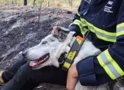 Buscan nuevo perro detector de koalas tras jubilación de 'Oso' en Australia