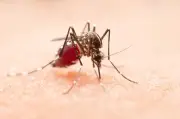 Cali usará inteligencia artificial para anticipar brotes de dengue con tres semanas de antelación