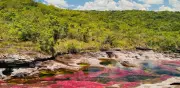 Caño Cristales abre temporada 2026: más de 8.000 turistas esperados