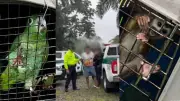 Capturan en Putumayo a creador de contenido por tráfico de fauna silvestre