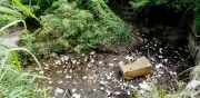 CAR limpia cuerpo hídrico en Girardot tras avistamiento de nutria neotropical