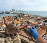 Cartagena mantiene monitoreo de hantavirus sin casos confirmados en Colombia