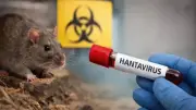 Chile: 39 casos de hantavirus y 13 muertes en 2026, letalidad del 33%