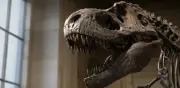 Ciencia explica por qué el T. rex tenía brazos tan pequeños