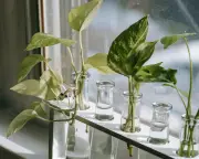 Cinco plantas para cultivar en agua y cuidarlas en casa