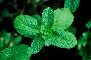 Cinco plantas que ahuyentan moscas y cómo cuidarlas en casa
