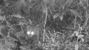 Cámaras trampa captan tigrillo lanudo en los Cerros Orientales bogotanos