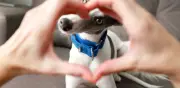 Cómo decir 'te quiero' a tu perro: señales de afecto canino