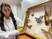 Colección entomológica de la Cdmb: 3.000 ejemplares para la biodiversidad