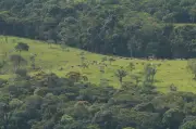 Colombia aprueba ley de trazabilidad ganadera para combatir deforestación