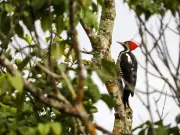 Colombia lidera el Global Big Day 2026 con 1.566 especies de aves registradas